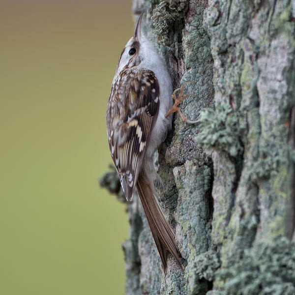 Waldbaumläufer (Certhia familiaris) - Foto: © www.birdphoto.nl Waldbaumläufer (Certhia familiaris) - Foto: © www.birdphoto.nl