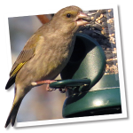 Bird Lovers™ Bird Lovers™