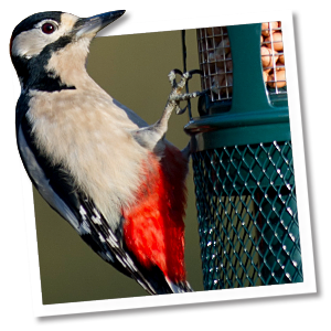 Squirrel Buster™ Squirrel Buster™